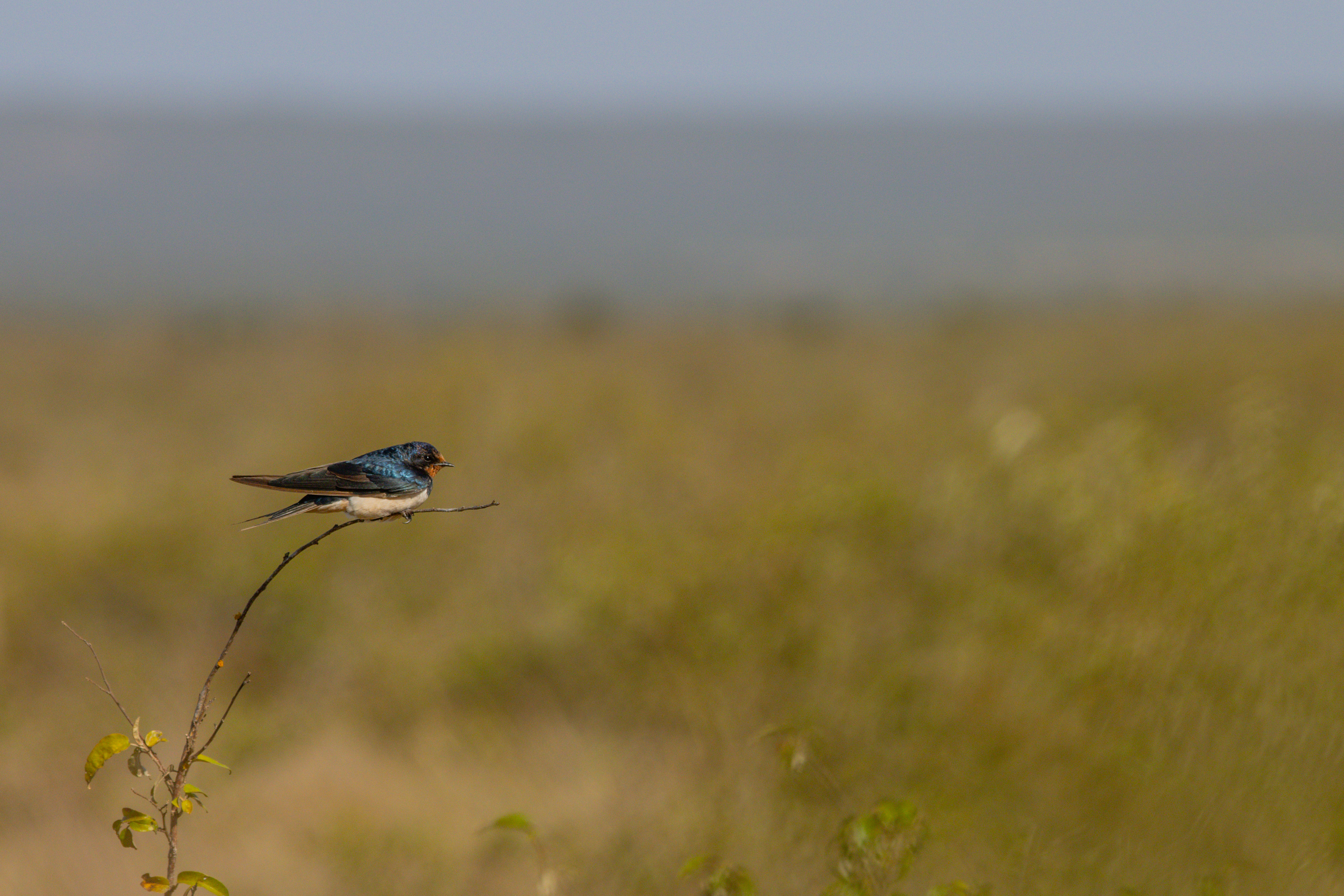 A swallow in flight