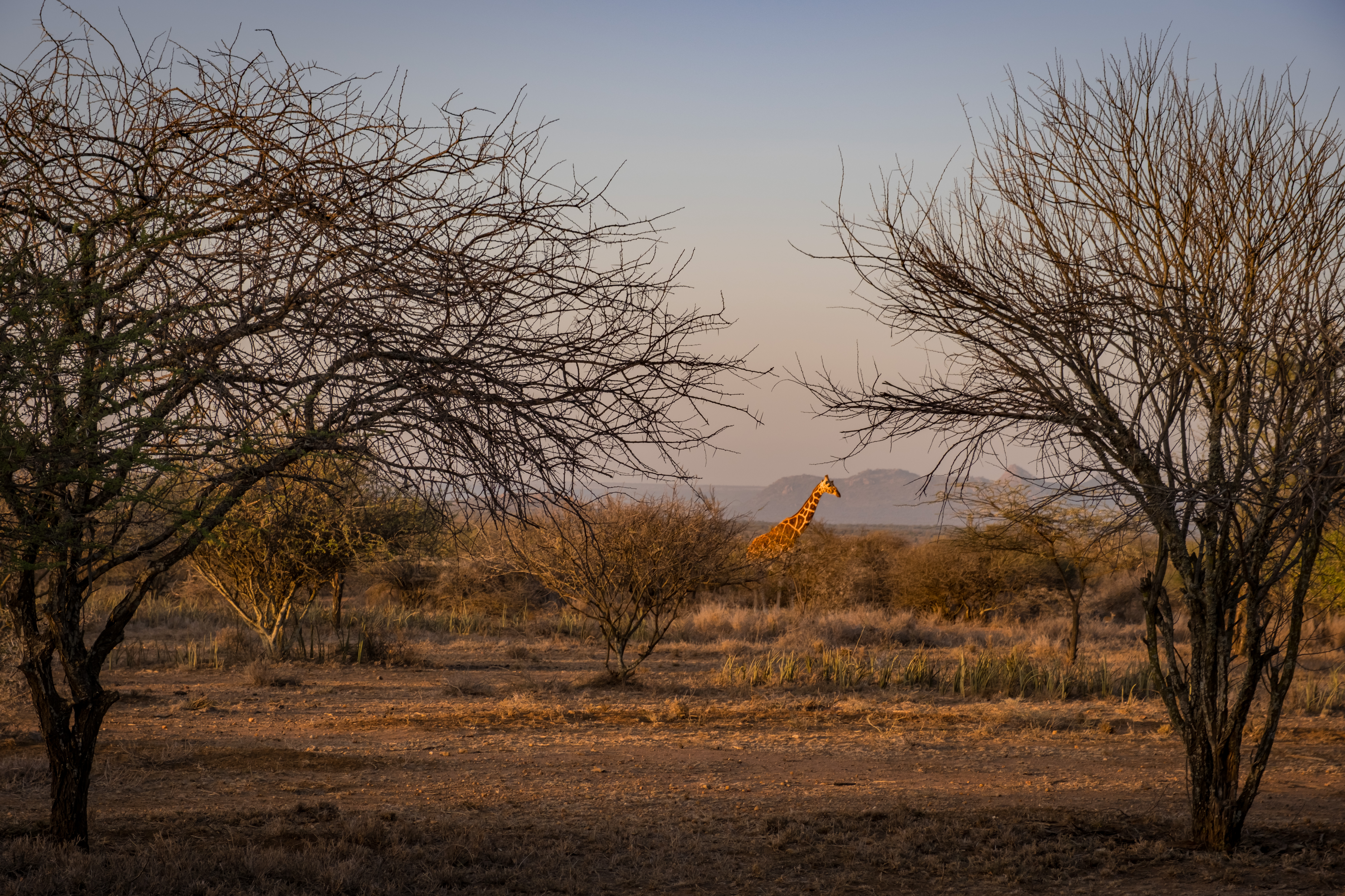 Conservation landscape