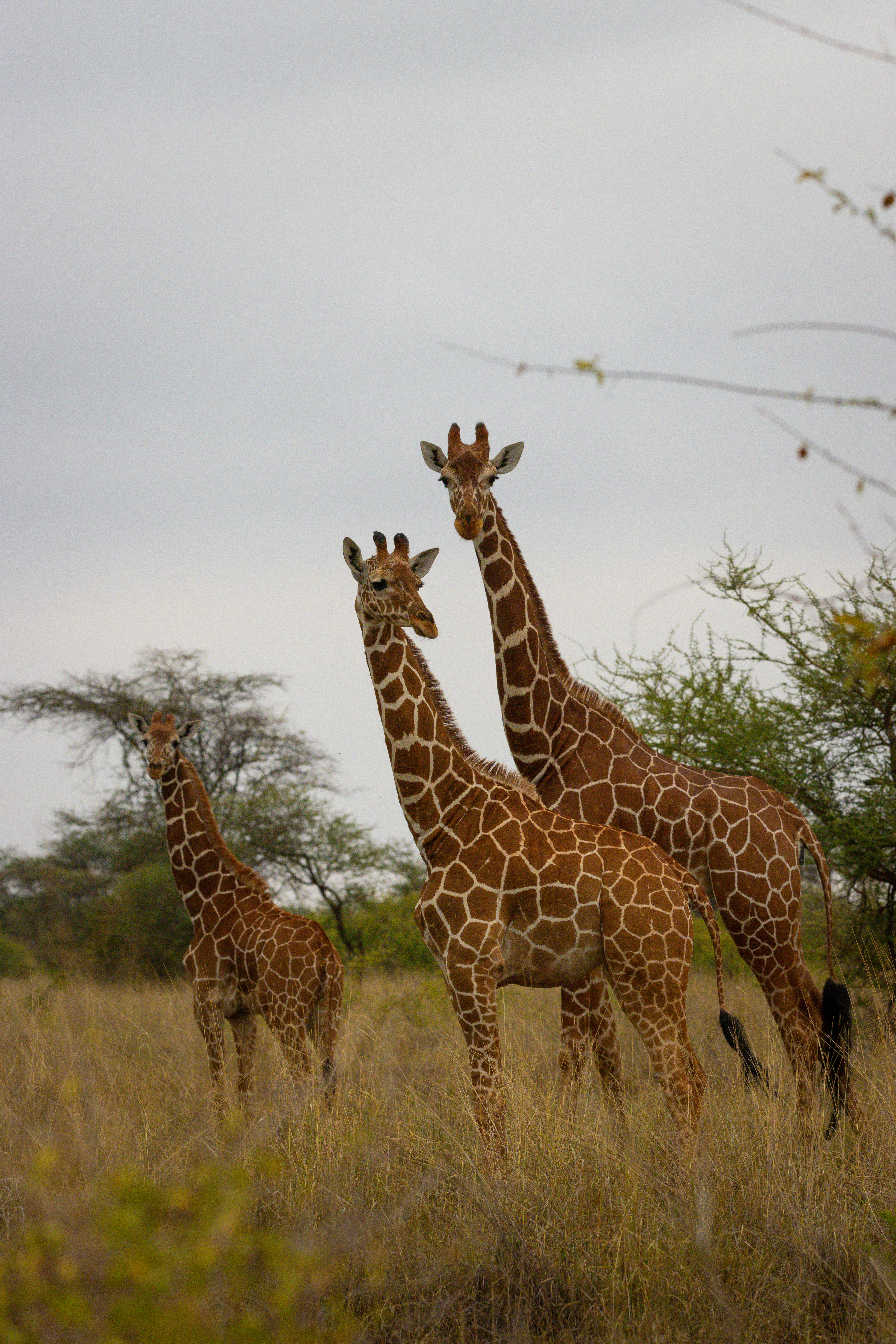 Wildlife in an open landscape
